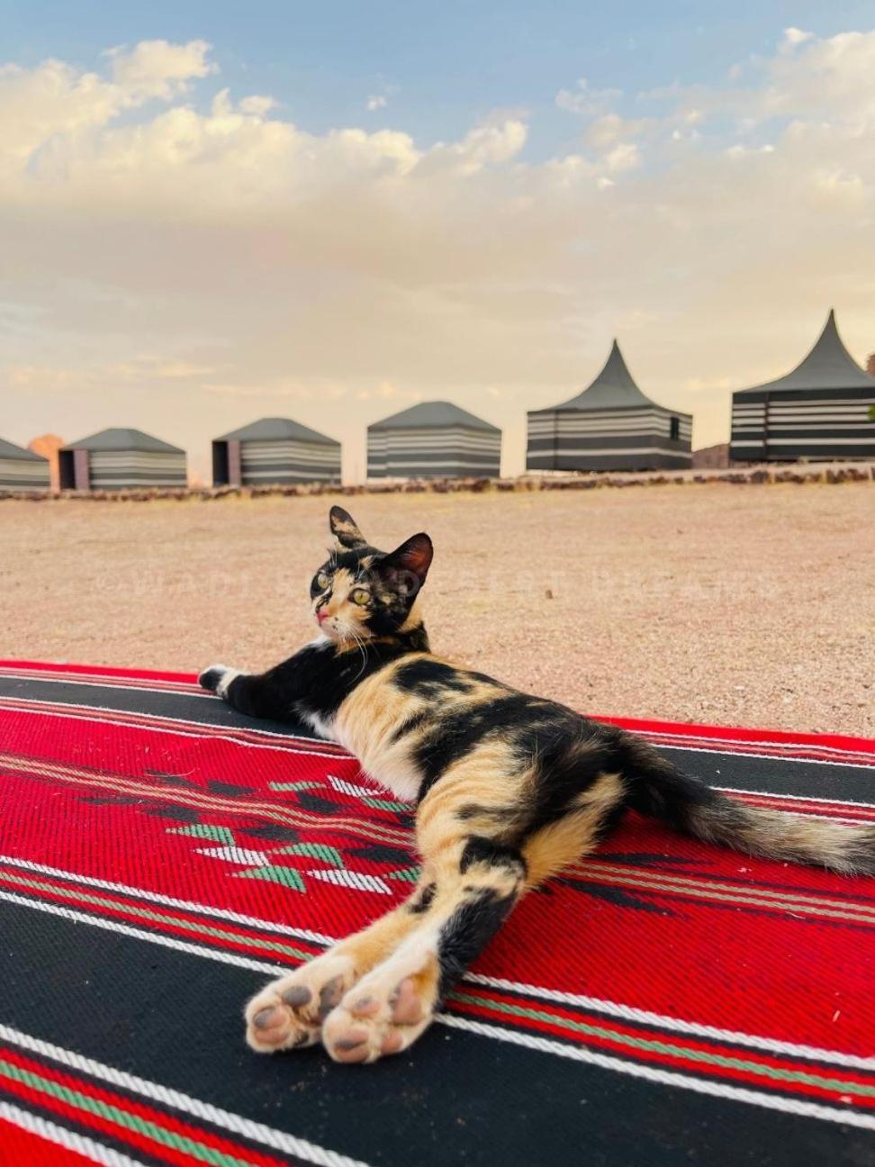 Wadi Rum Desert Nights Hotel Екстериор снимка